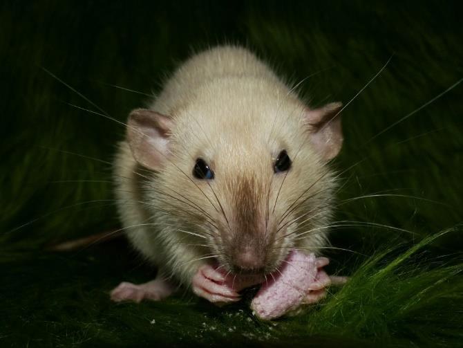 Znaky mají různou barvu v závislosti na tom, jaká je geneticky daná barva potkana.