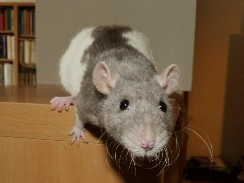 Ukázky bílé kresby Japonská kresba Potkani s touto kresbou mají zbarvenou hlavu a ramena, ale barva se za rameny zužuje v maximálně 2,5 cm široký barevný pruh na zádech.