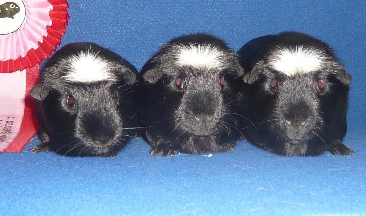 Anglický crested, kresba želvovinová černá červená s bílou Americký crested Vzhledem připomíná anglického cresteda, také jde o hladké morče s korunkou. Rozdíl je v barvě korunky.