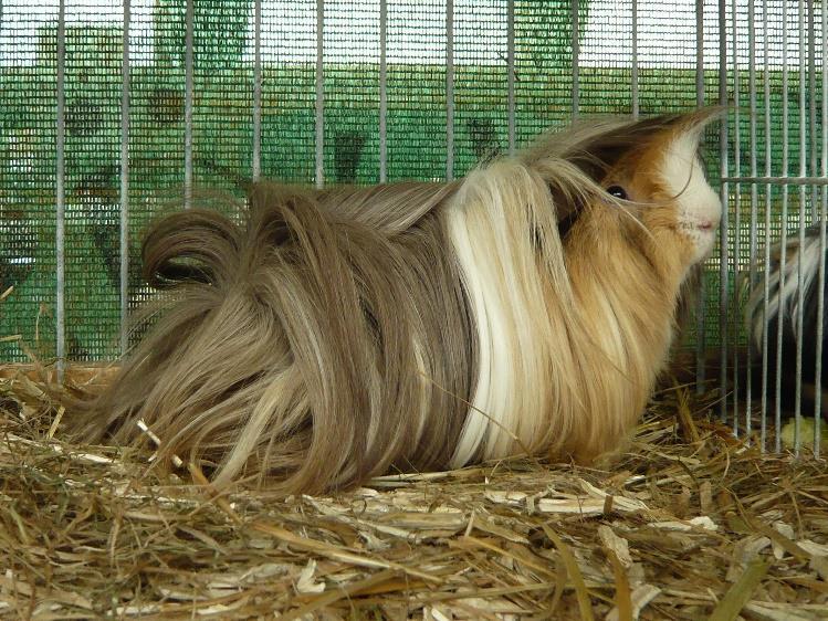 pěšinky. Coronet, barevná kombinace černá červená bílá Peruánec Srst mají peruánci hladkou a rovnou, délka srsti bývá i 20 cm.
