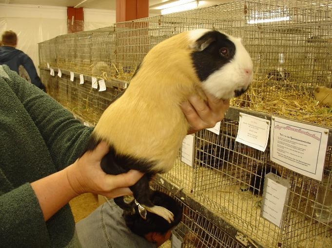 Cuy crested, barevná kombinace béžová bílá Cuy crested, barevná kombinace sable krémová bílá Saténová morčata Saténové chlupy jsou duté a tenčí, takže dopadající