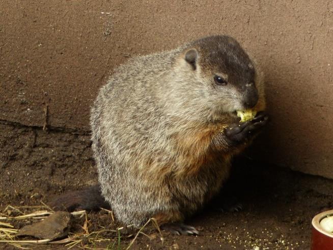 Z našich druhů je to zejména sysel obecný (Spermophilus citellus).