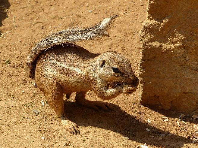 V zoologických zahradách se často setkáme s americkou veverkou vydávající štěkavé zvuky, které se proto říká psoun prériový (Cynomys ludovicianus).