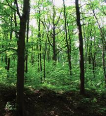 23. Stěna u Sokolského koupaliště Výchoz dioritů brněnského masivu nad parkovištěm. Lokalita je známa výskytem hydrotermálních křemenných hnízd s černým dravitem (turmalínem).