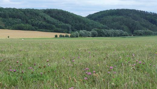 27. Syslí rezervace 3,20 ha Plocha medláneckého sportovního letiště.