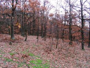 17. Pod Trnůvkou 1,60 ha Přirozený bukový porost.