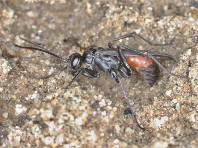Preferuje pavouky rodu Micrommata, Philodromus, Pisaura, Xysticus a Clubiona. Zranitelný druh (BOGUSCH & STRAKA 2017). Hrabalka (Auplopus rectus).