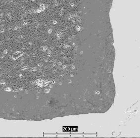 Al 2 O 3 1 Cr 2 O 3 2 TiO 2 3 ZrO 2 4 Fig. 1 Cross sections of capillaries of filters Nos. 1, 2, 3 and 4 (non-etched) SiO 2 5 RK5 6 3Al 2 O 3.