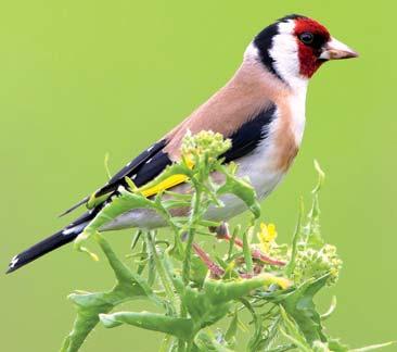 Stehlík obecný (Carduelis carduelis) Příroda Bohumínska ptáci (116) Stehlík obecný patří k našim nejběžněji hnízdícím ptákům. Díky svému pestrému zbarvení ho nelze zaměnit s jinými druhy pěvců.