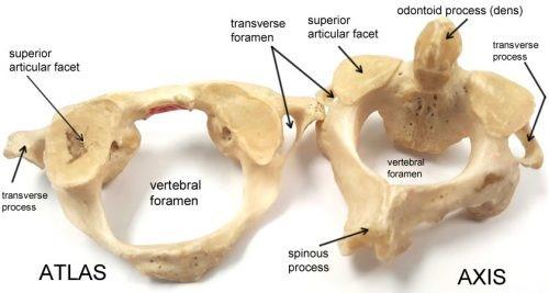 Jedná se o výběžky kloubní, processus articulares, kterými jsou jednotlivé obratle spojeny, dále dva výběžky příčné, processus transversi, a jeden trnový, processus spinosus.