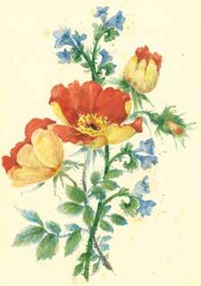 Mánesova růže, 2. polovina 19. století Hanačka, polovina 19. století Hané (litografie, 1849), patří mezi klenoty českého malířství.