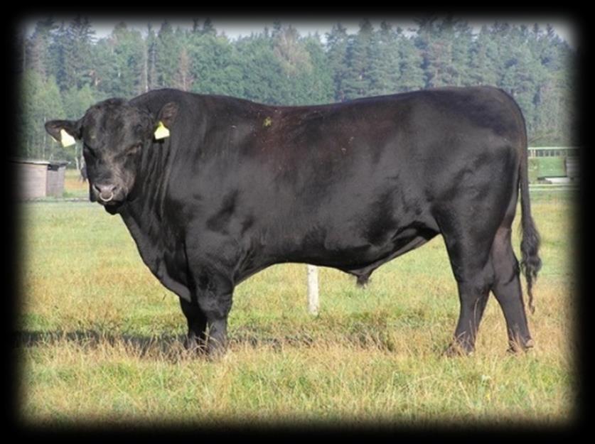 UTB ve Zlíně, Fakulta technologická 28 Obr. 12 Aberdeen Angus, plemenný býk 1.6.1.2 Hereford Masné plemeno, které vzniklo v západní části Anglie.