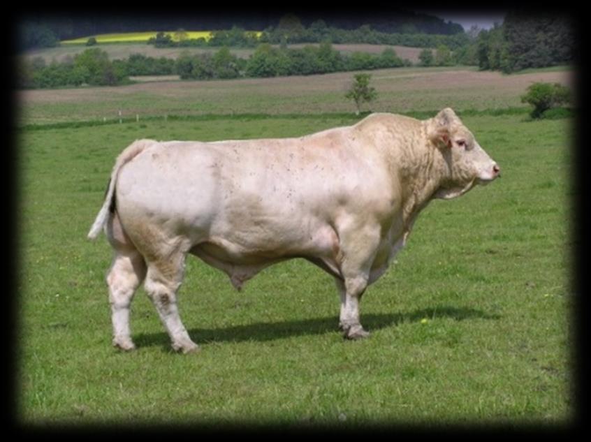 UTB ve Zlíně, Fakulta technologická 29 1.6.1.3 Charolais Jedná se o plemeno, které bylo vyšlechtěno ve Francii. Charolais je plemeno velkého tělesného rámce s vysokou intenzitou růstu.
