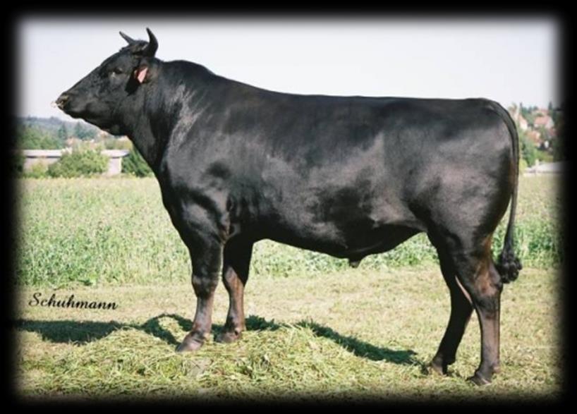 UTB ve Zlíně, Fakulta technologická 30 Obr. 15 Wagyu, plemenný býk 1.6.2 