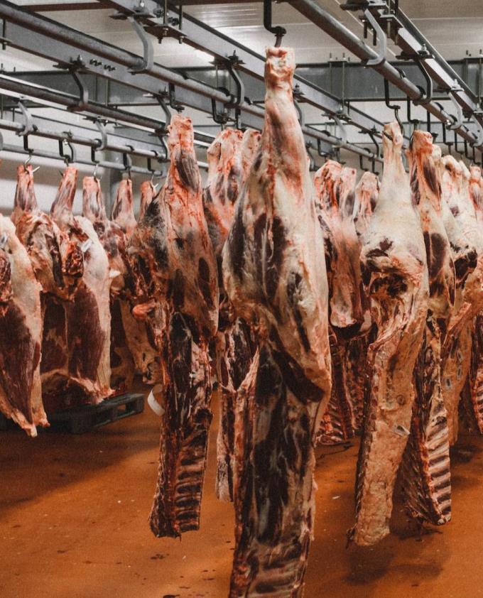 UTB ve Zlíně, Fakulta technologická 43 4 MATERIÁL A METODY Porážka zvířat probíhá ve dvou provozech, které jsou v experimentu označeny jako dodavatel (A) a dodavatel (B).