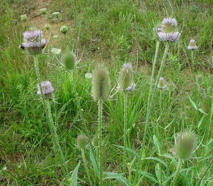 Dipsacus
