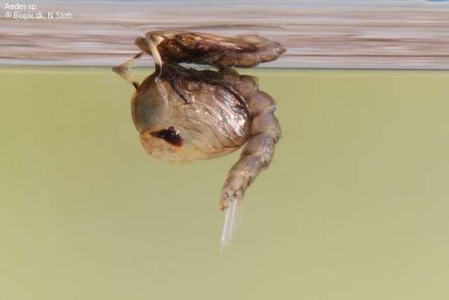 Živočichové periodických vod larvy a kukly komárů rodů Mochlonyx, Aedes, Culex a Culicella