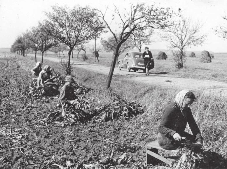 Obrázek 7 Čištění krmné řepy na podzim roku 1958 v Dolanech (okr. Pardubice).