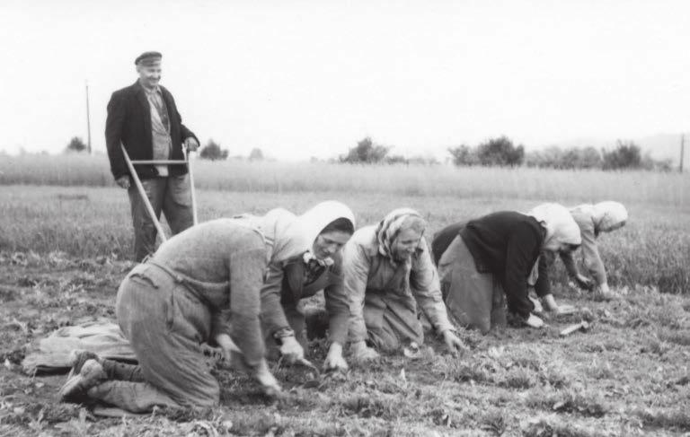 navíc špatné počasí a nižší výnosy žní. Vše vedlo k dalšímu propadu tržeb a hlavně k poklesu pracovní jednotky u mnoha JZD.