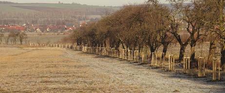 výsadbě je zahrnuto bylinné, keřové i stromové patro.