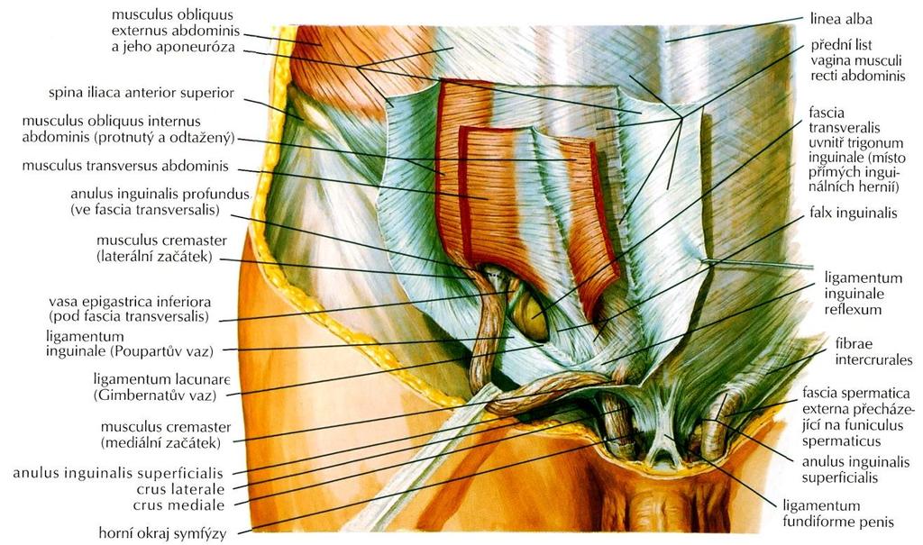Obr. 1: Vrstvy tříselného kanálu (Zdroj: Netter FH.