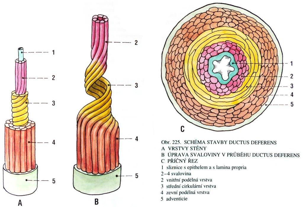 Tříselný kanál obsahuje u mužů spermatický funikl, tedy chámovod a spermatické cévy, u žen pak ligamentum teres uteri. U obou pak tříselným kanálem procházejí větve n. ilioinguinalis a n.