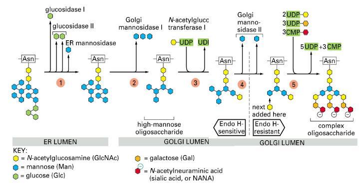 Modifikuje N-vázané oligosacharidy a přidává O-vázané oligosacharidy. 2.