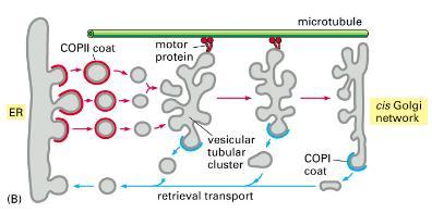 receptor. Příklady zpětného transportu proteinů do ER: v-snare proteiny ER. ER chaperony, které jsou omylem transportovány do Golgiho komplexu.