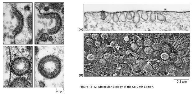 Základní typy endocytozy: Fagocytóza velké částice a buňky, nejčastěji bakteriální buňky Pinocytóza malá množsví extracelulární tekutiny, Receptorová endocytóza selektivní transport membránových
