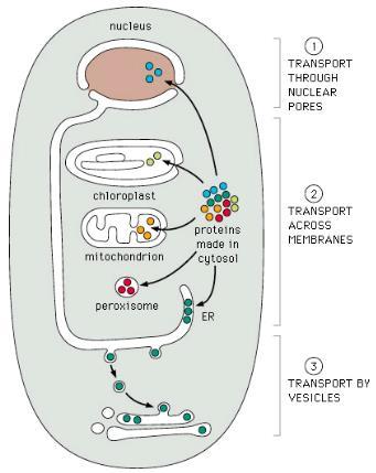 Funkce hlavních vnitrobuněčných oddílů Jádro obsahuje buněčný genom (veškerou buněčnou informaci), syntéza DNA a RNA.