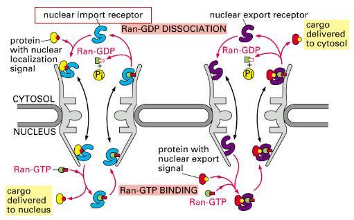 Protein Ran (monomerická GTPáza = využívá energii ze štěpení GTP na GDP) je hnací silou transportu přes komplex jaderného póru.
