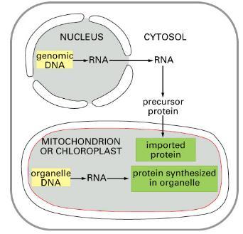 Většina proteinů je kódovaná jaderným genomem a syntetizovaná v cytoplasmě.