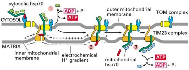 TOM complex = Transporter of the Outer Membrane) TIM complex = Transporter of the Inner Membrane) Import proteinů do mitochondriální matrix je řízen N-terminální signální sekvencí Signální sekvence