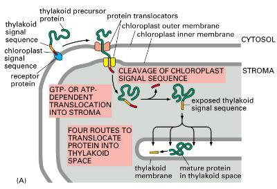 TOM komplex s navázaným proteinem se přemístí do tzv. membránového kontaktního místa. Protein prochází přes TOM transportér do transportéru komplexu TIM na vnitřní mitochondriální membráně.
