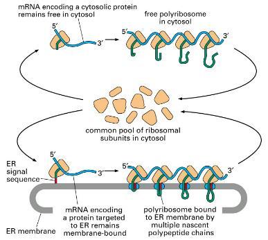řetězců mastných kyselin syntetizuje se zde prekursor myelinu, porucha způsobuje velice závažná nervová onemocnění Endoplasmatické retikulum Existuje ve dvou formách: 1) Hladké ER 2) Drsné ER =