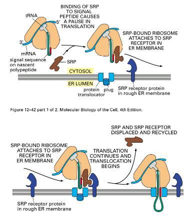 Jak buňka rozpozná, kde má být protein syntetizován? Pomocí signální sekvence.