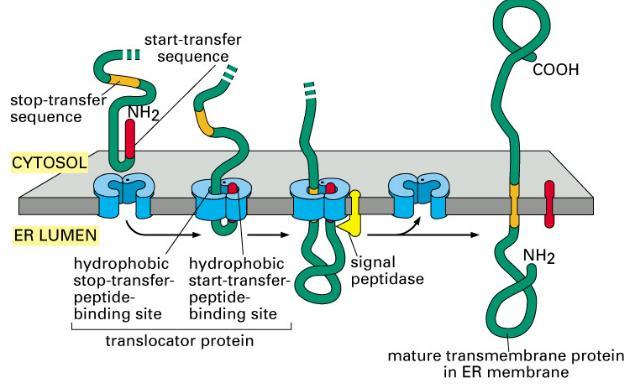 transport je získána z vlastního procesu translace jak polypeptid roste, je protlačován přes proteinový translokátor Signální sekvence (signální peptid) sekrečních proteinů je