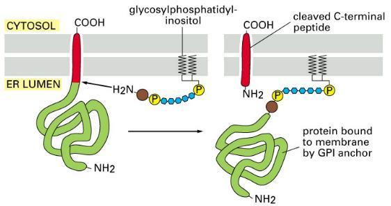 Přidávání cukerných zbytků na aminové zbytky nově vzniklého proteinového řetězce (= N-glykolysace).