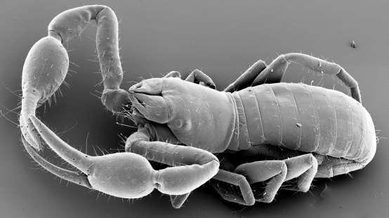 4.2 vlastní atlas Kmen: ČLENOVCI (ARTHROPODA) Podkmen: KLEPÍTKATCI (CHELICERATA) Třída: PAVOUKOVCI (ARACHNIDA) Řád: štírci (Pseudoscorpionida) Obr. 10: Štírek z čeledi Neobisiidae. (orig. J.