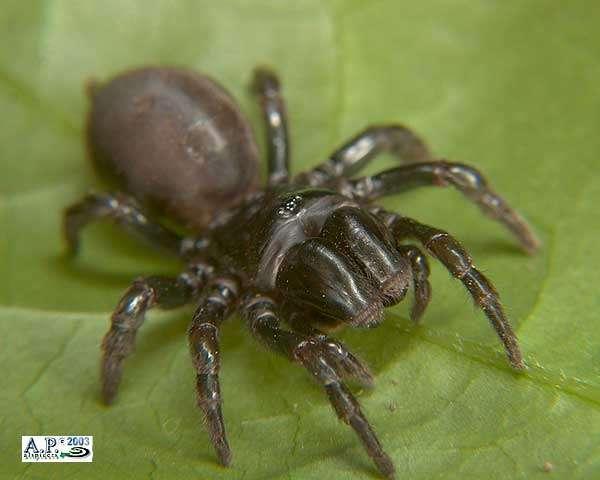 Příklady zástupců: - podřád sklípkani (Ortognahta,Mygalomorphae): velikost se pohybuje 5 cm, chelicery směřují dopředu, 2 páry plicních vaků, ţijí v děrách v zemi, tělo mají pokryté dlouhými chlupy -