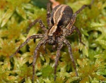 Obr. 19: Slíďák lesní (Alopecosa taeniata) celkový pohled, http://www.naturabohemica.cz/alopecosa-taeniata/. Foto Trnka F. Zdroje: Coleman a kol.
