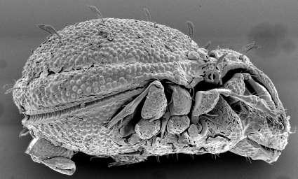 Kmen: ČLENOVCI (ARTHROPODA) Podkmen: KLEPÍTKATCI (CHELICERATA) Třída: PAVOUKOVCI (ARACHNIDA) Řád: ROZTOČI (ACARI) - tělo oválné aţ kulovité, někdy dorzoventrální zploštění - původní článkování na
