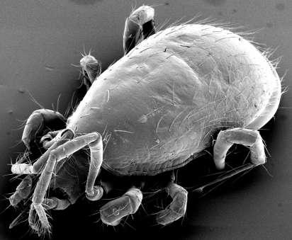 Kmen: ČLENOVCI (ARTHROPODA) Podkmen: KLEPÍTKATCI (CHELICERATA) Třída: PAVOUKOVCI (ARACHNIDA) Řád: ROZTOČI (ACARI) Podřád: čmelíkovci (Gamasida) Obr. 22: Čmelíkovec (Gamasida), celkový pohled.