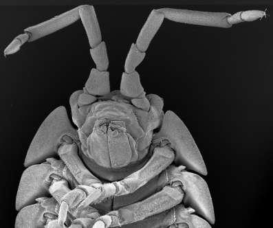 Kmen: ČLENOVCI (ARTHROPODA) Podkmen: KORÝŠI (CRUSTACEA) Nadtřída: RAKOVCI (MALACOSTRACA) Řád: STEJNONOŢCI (ISOPODA) Čeleď: stínkovití (Oniscidae) Obr.
