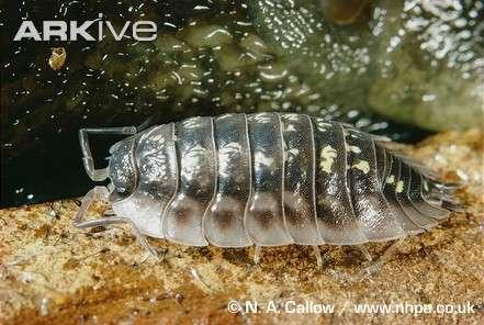 28: Stínka obecná (Porcellio scaber), http://photo.net/photodb/photo?photo_id=3488826&size=lg. Foto Hall K.