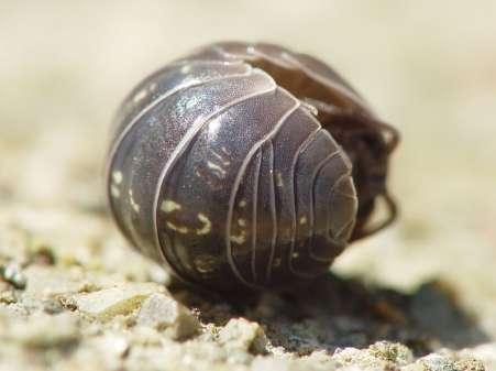 - svinka obecná (Armadillidium vulgare) klenuté tělo schopné svinout se do kuličky, obývá suchá místa, od svinule se liší tím, ţe má na telsonu vyvinuté uropody. Obr.