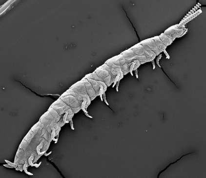 Kmen: ČLENOVCI (ARTHROPODA) Podkmen: VZDUŠNICOVCI (TRACHEATA) Nadtřída: STONOŢKOVCI (MYRIAPODA) Třída: stonoženky (Symphyla) Obr. 31: Stonoţenka (Symphyla), laterální pohled. (orig. J.