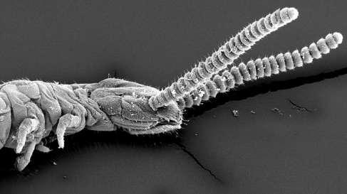 průduch (stigma), funguje jako chemoreceptor, ale také k vnímání vlhkosti, ústní ústrojí kousací (Obr. 33) Obr.