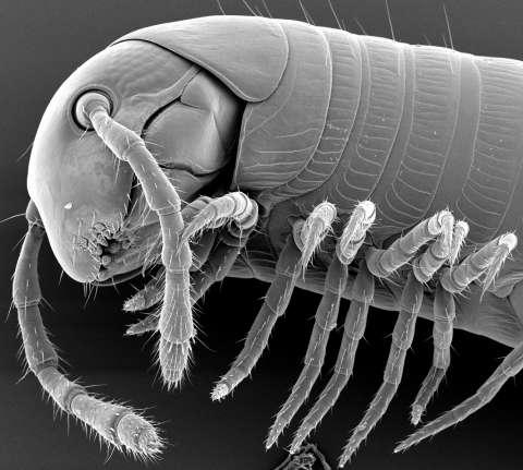 Kmen: ČLENOVCI (ARTHROPODA) Podkmen: VZDUŠNICOVCI (TRACHEATA) Nadtřída: STONOŢKOVCI (MYRIAPODA) Třída: mnohonožky (Diplopoda) Obr.