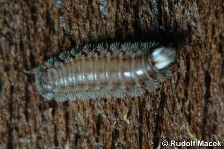 Obr. 38: Chlupule podkorní (Polyxenus lagurus), dorzální pohled, http://www.biolib.cz/cz/taxonimage/id41617/. Foto Macek R.